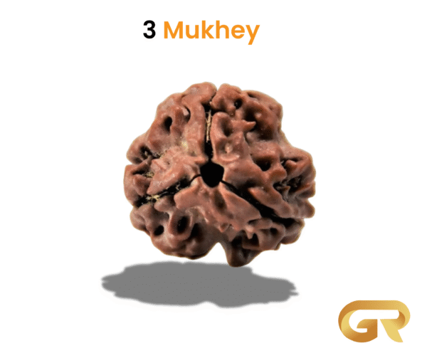 3 Mukhey Rudraksha