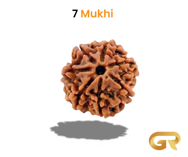 7 Mukhey Rudraksha