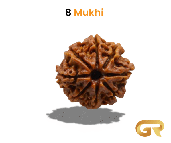 8 Mukhey Rudraksha