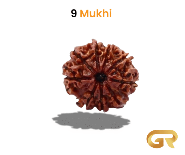 9 Mukhey Rudraksha