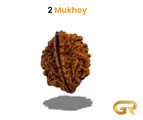 2 Mukhey Rudraksha